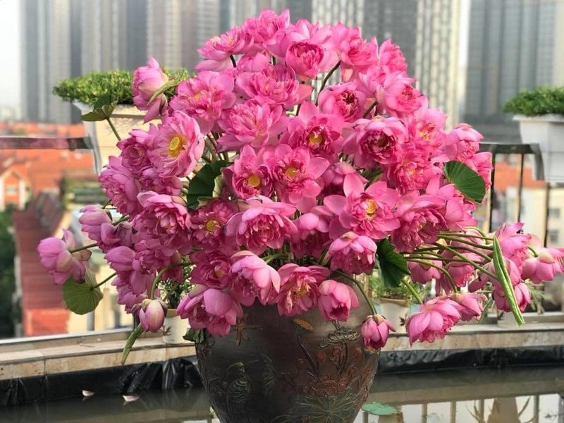 mua cua nhung nguoi yeu hoa sen