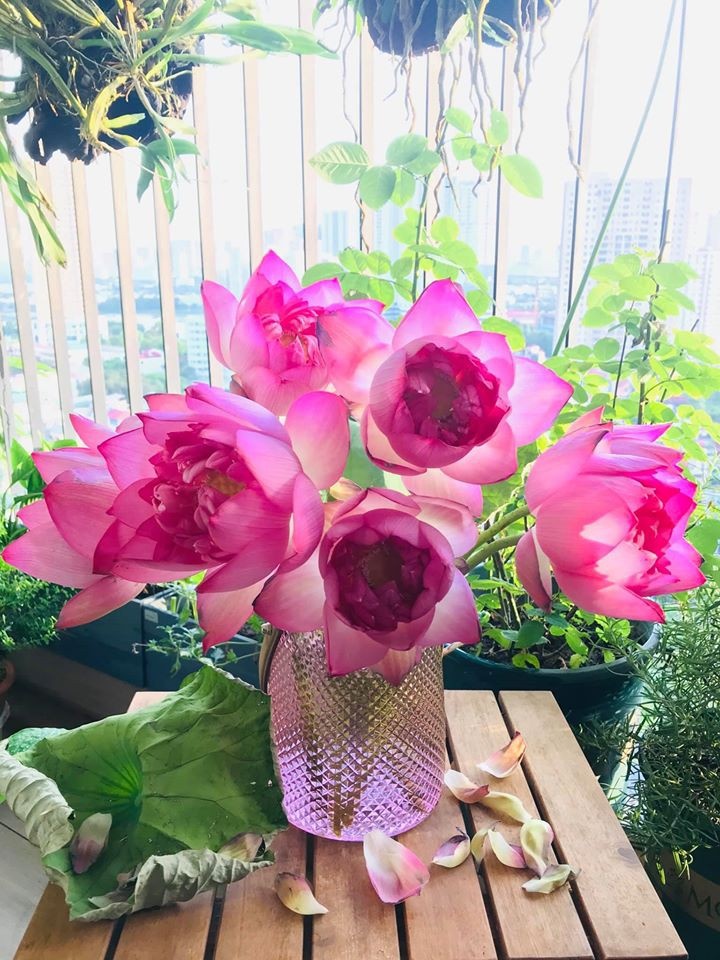 mua cua nhung nguoi yeu hoa sen