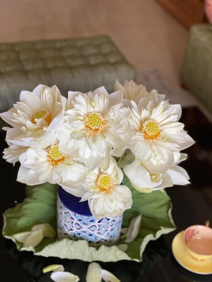 mua cua nhung nguoi yeu hoa sen