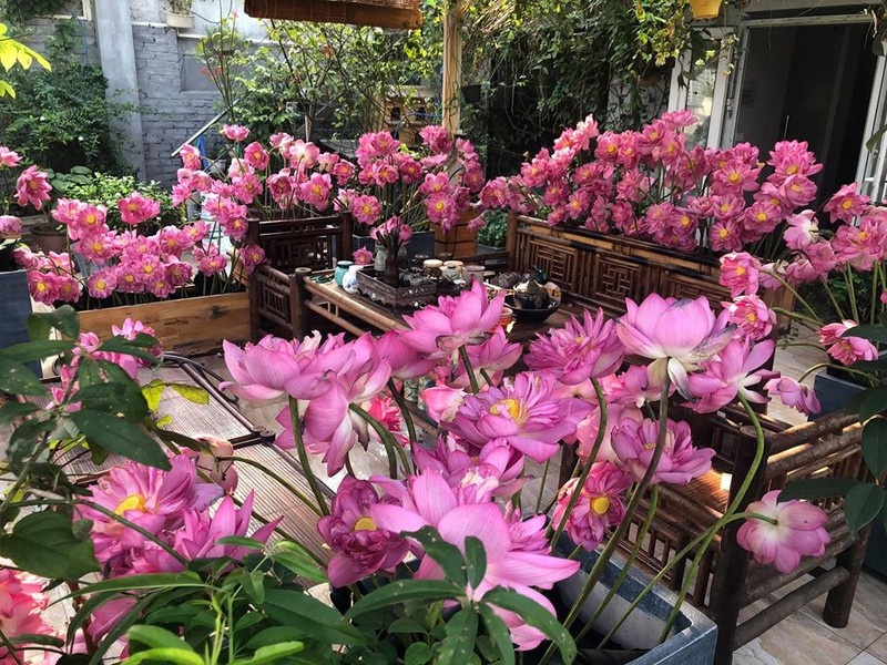 mua cua nhung nguoi yeu hoa sen