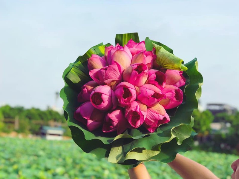 mua cua nhung nguoi yeu hoa sen