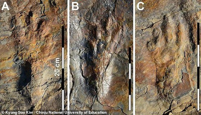 ca sau khong lo co dai di bang 2 chan