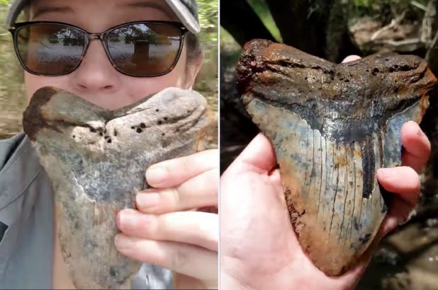 Một phụ nữ tìm thấy chiếc răng cá mập cổ đại 5 triệu năm tuổi mot phu nu tim thay chiec rang ca map co dai 5 trieu nam tuoi