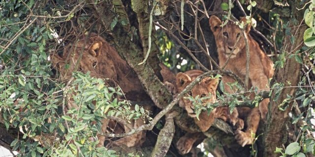 su tu nam chen chuc nhau ngu tren cay chua nhieu doc to