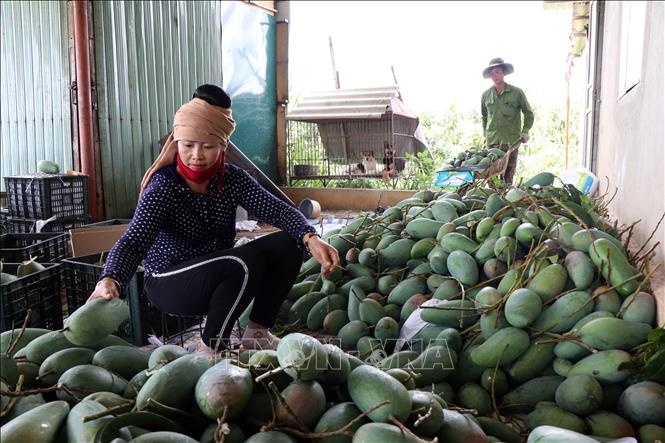 3809 vna potal son la xuat khau 30 tan xoai sang thi truong my 141944712 stand