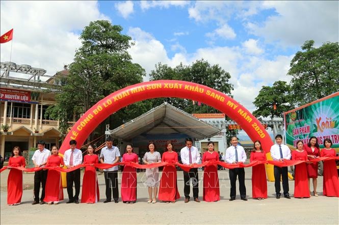 son la xuat khau 30 tan xoai sang thi truong hoa ky