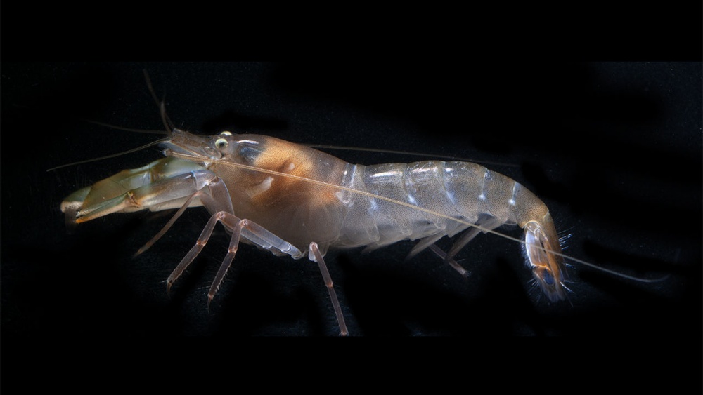 Tôm súng là sinh vật có đôi mắt nhanh nhất trong vương quốc động vật. 2814 snapping shrimp 1280x720