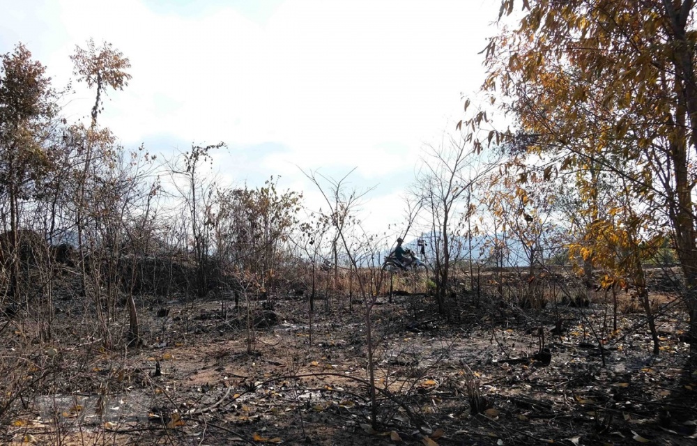 Nguy cơ chay rừng khi thời tiết đặc biệt gay gắt. (Nguồn: TTXVN) 3131 ttxvn 20200629 nang nong