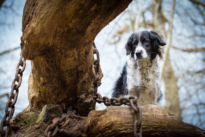 Bí ẩn chuyện cây cổ thụ bị xiềng xích chằng chịt suốt hàng trăm năm bi an chuyen cay co thu bi xieng xich chang chit suot hang tram nam