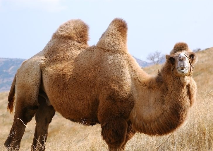 nhung loai dong vat co the song lau nhat ma khong can thuc an