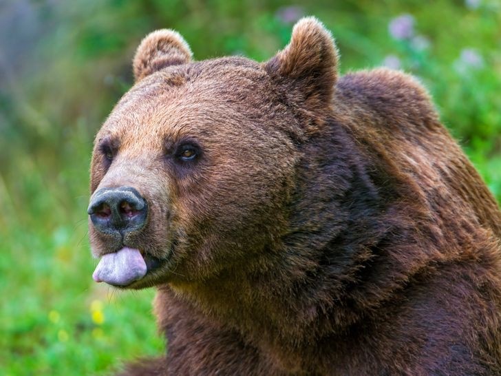 nhung loai dong vat co the song lau nhat ma khong can thuc an