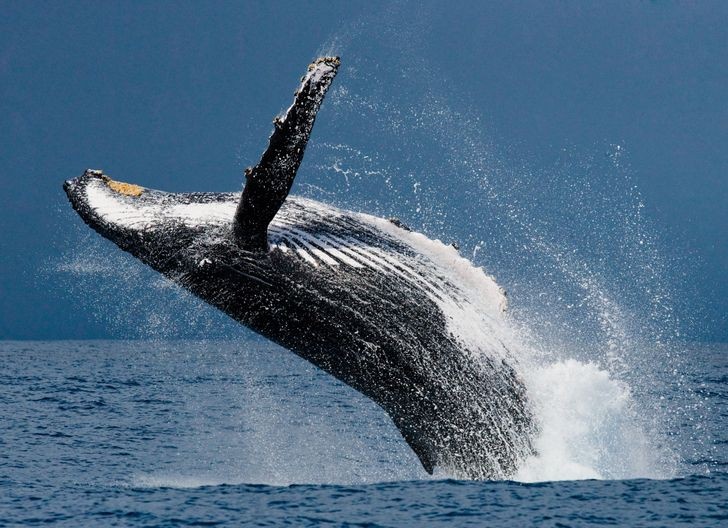 nhung loai dong vat co the song lau nhat ma khong can thuc an