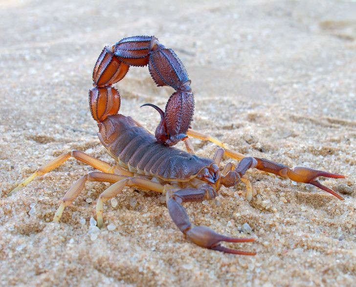 nhung loai dong vat co the song lau nhat ma khong can thuc an