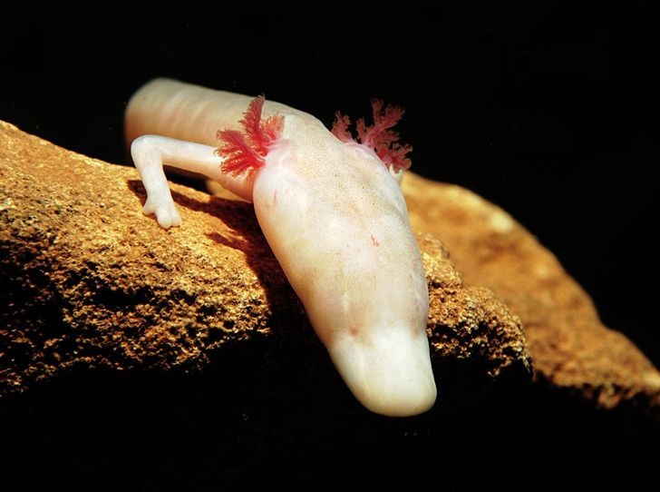 nhung loai dong vat co the song lau nhat ma khong can thuc an