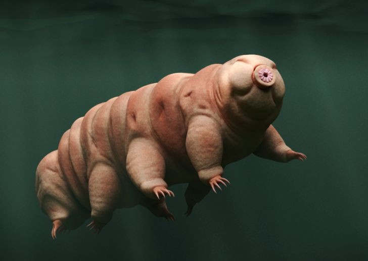 nhung loai dong vat co the song lau nhat ma khong can thuc an