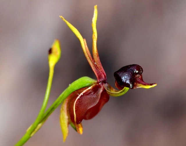 Hoa lan vịt có tên khoa học là “Cleana Major”, xuất xứ ở Australia, từ vùng Queensland tới Nam Australia. Bông hoa này có phần cánh phía trên như mỏ của con vịt. Hoa có màu đỏ nâu, đôi khi là màu xanh với những đốm đen. 1737 nhungdocx 1593427628436