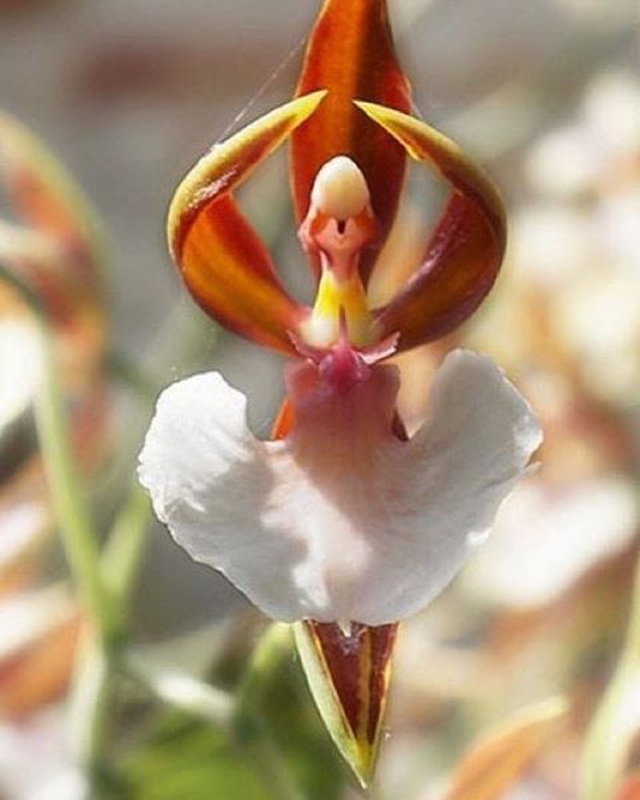 Một loài hoa lan khác đến từ Australia là Ballerina Orchid. Đúng như tên gọi, loài hoa lan này có những bông hoa như dáng vẻ của thiếu nữ duyên dáng múa bale trong bộ váy xòe màu trắng. Đây là loài hoa được nhiều người ưa chuộng bởi vẻ đẹp yêu kiều, nhưng cũng đồng thời là “món khoái khẩu” của chuột túi hay thỏ. 1934 nhungdocx 1593427628535