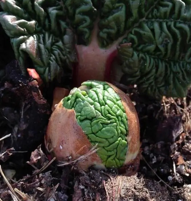 Chồi của cây rhubarb (đại hoàng) như bộ não của người ngoài hành tinh. 2035 nhungdocx 1593427628580