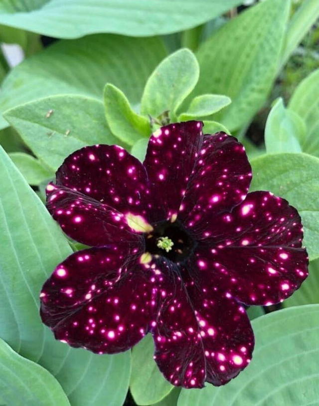 Bông hoa petunia (chi dã yên thảo) như thu về cả bầu trời ngàn sao trên mỗi cánh hoa. 2136 nhungdocx 1593427628681