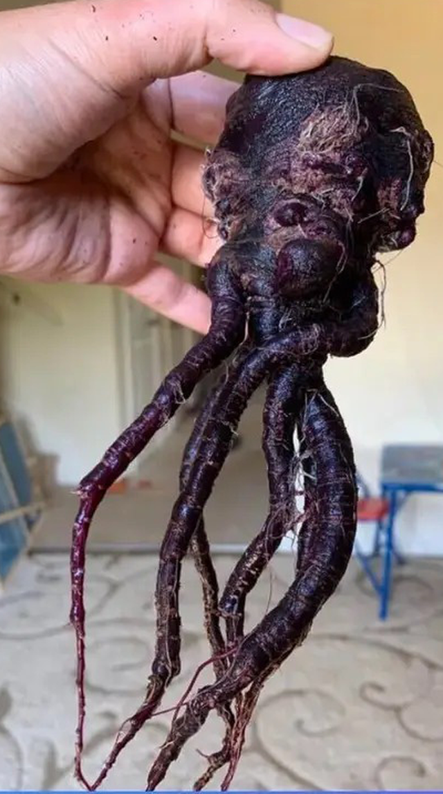 Một củ cà rốt xuất hiện với dáng vẻ như thể bạch tuộc quái vật trong truyền thuyết. 2241 nhungdocx 1593427628781