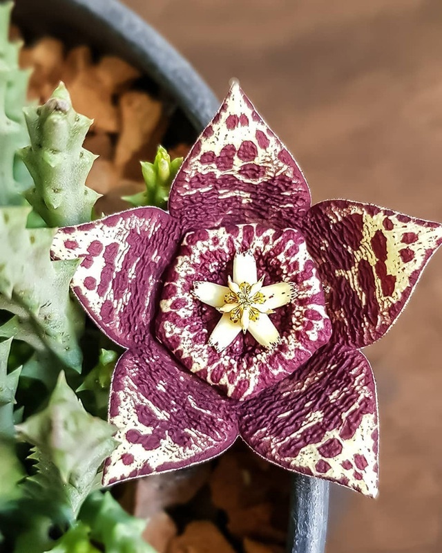 Bông hoa xương rồng starfish đang bừng nở với sự phối màu ăn ý như thể được chỉnh sửa photoshop. 2354 nhungdocx 1593427628912