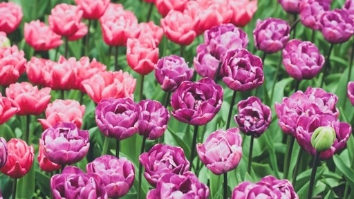Cùng ngắm những bông hoa Tulip hiếm có khó tìm