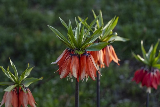 Cùng ngắm những bông hoa Tulip