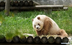 Giải mã màu lông độc đáo của cá thể gấu trúc nâu duy nhất trên thế giới