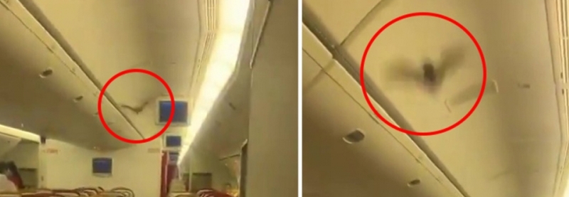 Sự cố hi hữu: Con dơi bay lượn trong khoang, máy bay phải hạ cánh