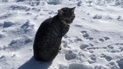 Hành trình kỳ lạ của chú mèo đi lạc, theo chân người lên đỉnh núi Thụy Sỹ cao hơn 3.000 m