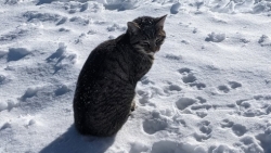 Hành trình kỳ lạ của chú mèo đi lạc, theo chân người lên đỉnh núi Thụy Sỹ cao hơn 3.000 m