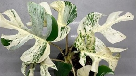 Cây trầu bà đột biến được bán với giá kỷ lục 19.297 USD ở New Zealand