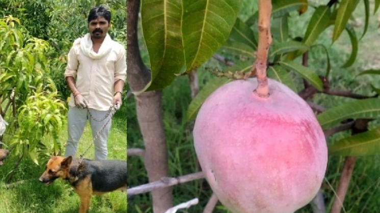 Ấn Độ: Thuê 4 bảo vệ để trông... 7 quả xoài đắt nhất thế giới nhưng không bán