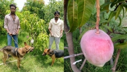 Ấn Độ: Thuê 4 bảo vệ để trông... 7 quả xoài đắt nhất thế giới nhưng không bán