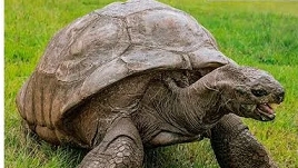 Bất ngờ với cuộc sống sang chảnh của 'cụ rùa' gần 200 tuổi, sống thọ nhất thế giới