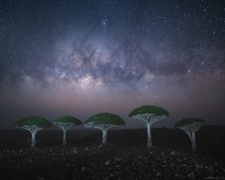 Cây máu rồng kỳ lạ, hàng trăm năm tuổi, có rễ mọc ngược