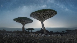 Loài thực vật độc đáo nhất hành tinh: Cây máu rồng kỳ lạ, hàng trăm năm tuổi, rễ mọc ngược