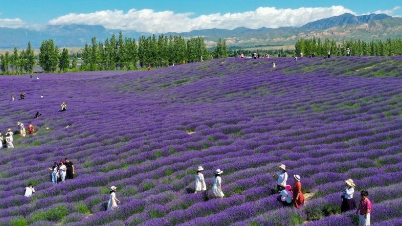 Ngây ngất trước vẻ đẹp của cánh đồng hoa oải hương ở Tân Cương, Trung Quốc