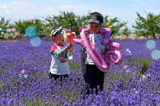 Lễ hội hoa oải hương quốc tế ở Tân Cương