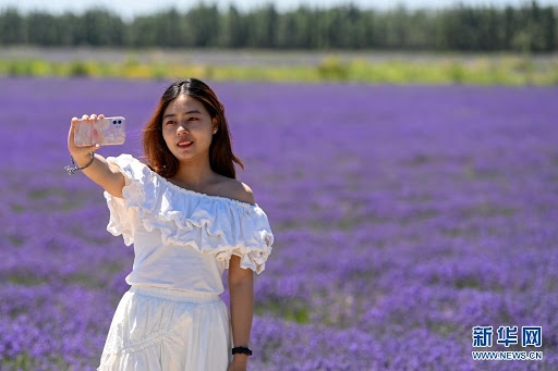 Lễ hội hoa oải hương quốc tế ở Tân Cương