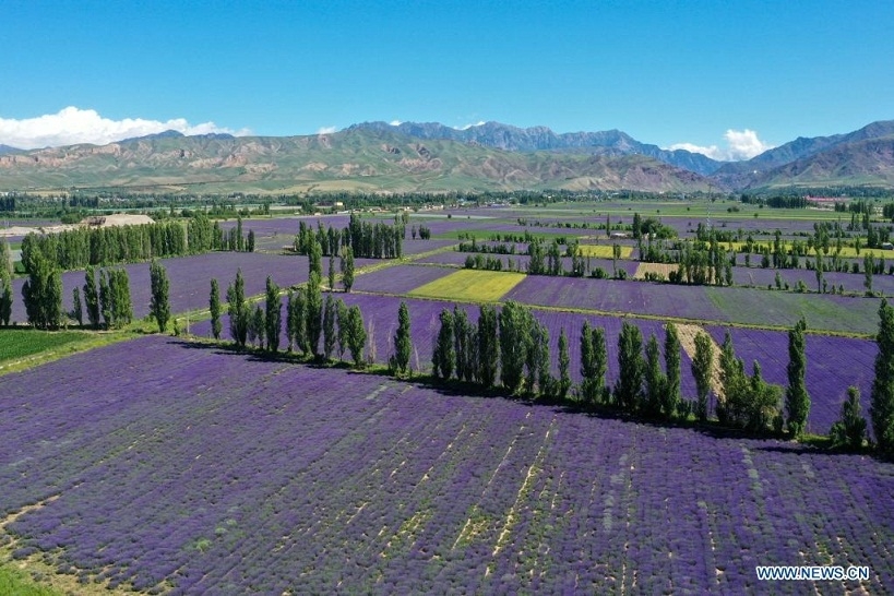 Lễ hội hoa oải hương quốc tế ở Tân Cương