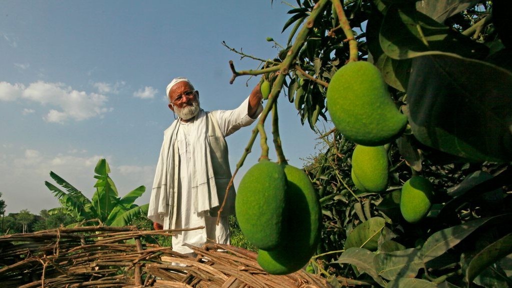 Ấn Độ: Cây xoài hơn 100 năm tuổi ghép từ 300 giống khác nhau