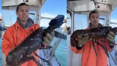 Clip về con tôm hùm khổng lồ tại Mỹ thu hút triệu view