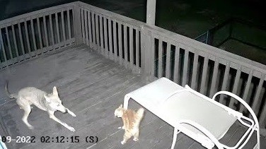 Video chú mèo nuôi thoát chết trong 'cuộc chiến sinh tử' với sói đồng cỏ gây sốt mạng xã hội