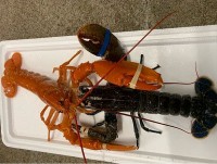 Tôm hùm màu cam sa lưới ngư dân Anh