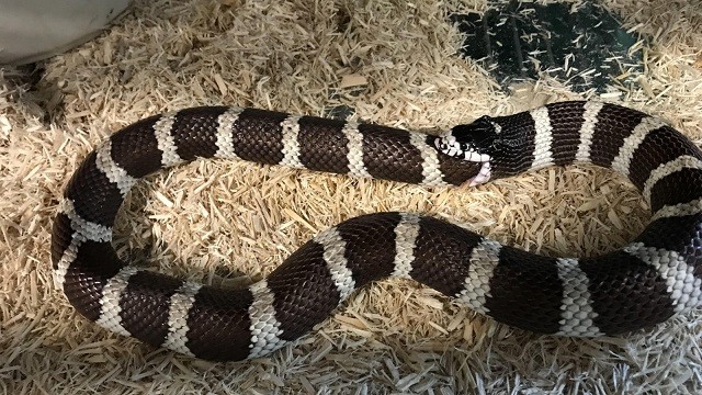 Con người phải can thiệp khi rắn nuôi tự nuốt đuôi vì quá đói Con người phải can thiệp khi rắn nuôi tự nuốt đuôi vì quá đói