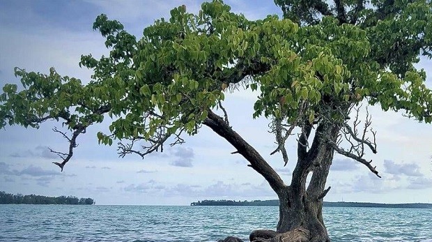 'Cây cô đơn' nổi tiếng nhất Thái Lan có thể chết do có quá nhiều du khách tới chụp ảnh