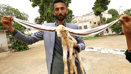 Kinh ngạc chú dê có đôi tai dài nửa mét