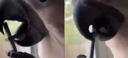 Chú vẹt thông minh trổ tài cẩn thận vặn bu lông