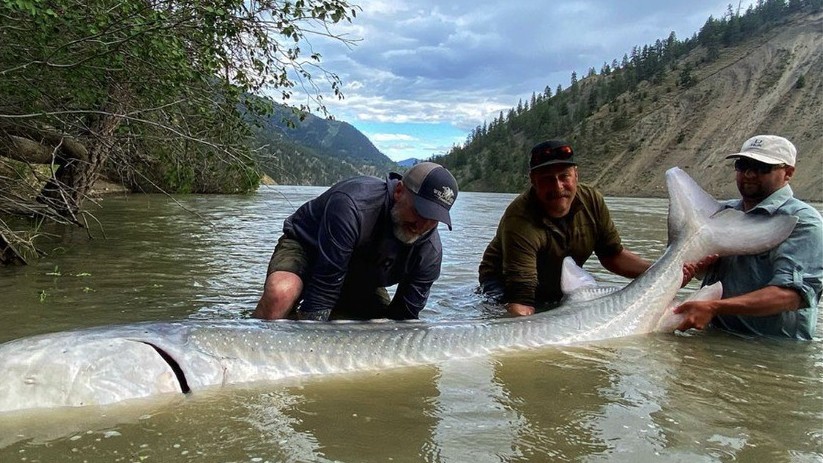 Mỹ: Bắt được con cá tầm dài 3m có tuổi đời khoảng 100 năm